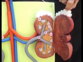 martina menendez SISTEMA URINARIO