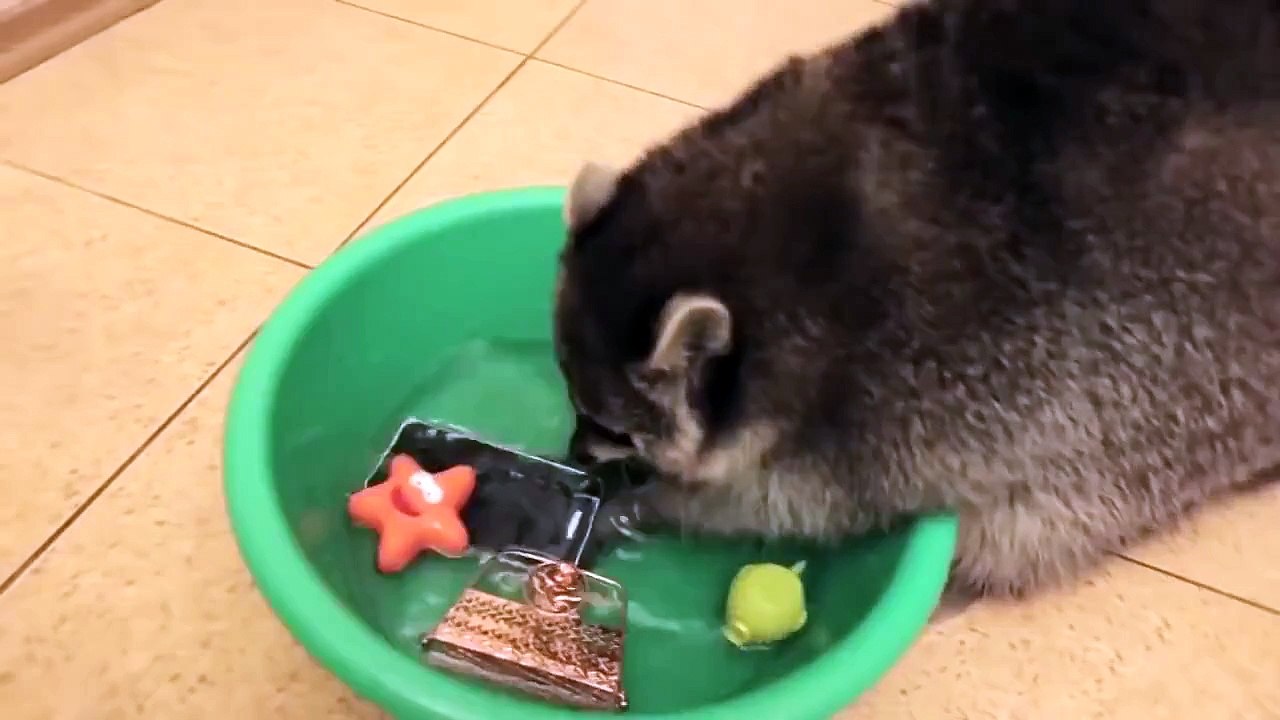 Енот самый настоящий маньяк