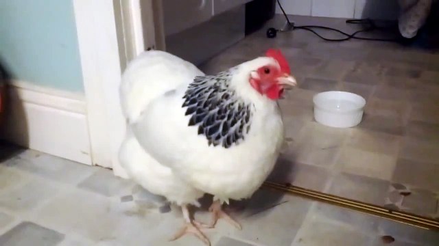 Sneezing Chicken