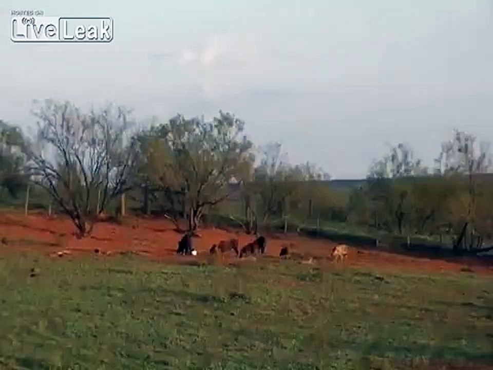 Hog killing "Texas Style"