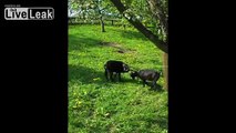 Crazy Goat Climbing A Pig To Get Some Food