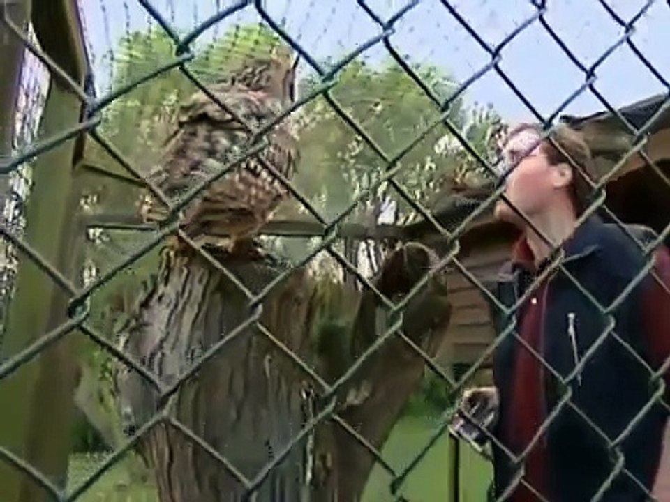 OWLS: SILENT HUNTERS (Incredible Nature Birds Documentary)