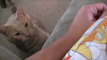 Очень вежливый Кот