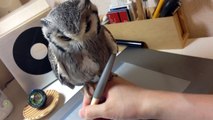 Japanese White-faced Owl Loves it's Owner