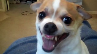 Chihuahua Evil Dog
