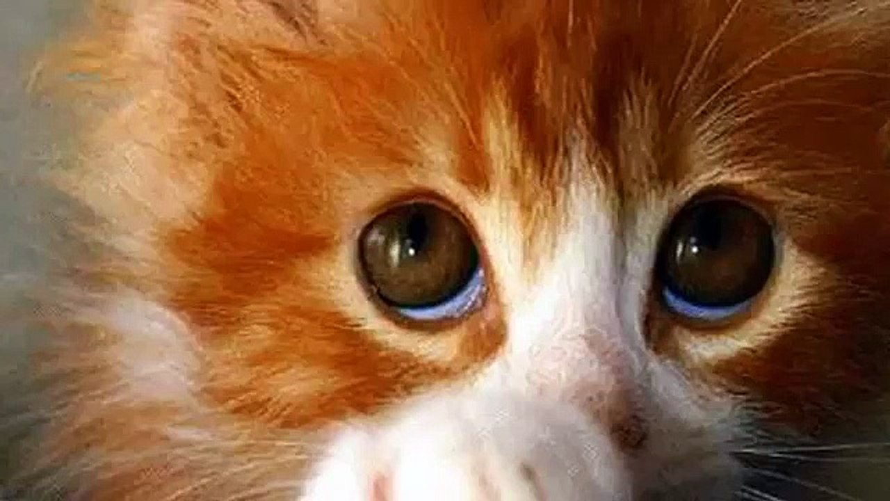 Cute cats feel guilty   Funny guilty cat compilation