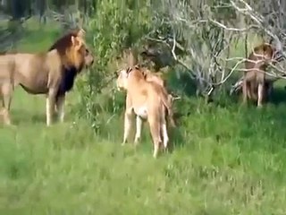 Male Lion Protects His Girlfriend,Wild Animal Fights [Full Episode]