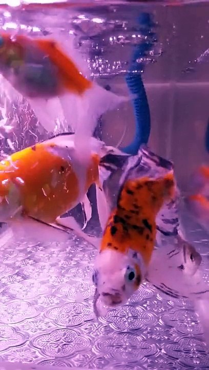My fish