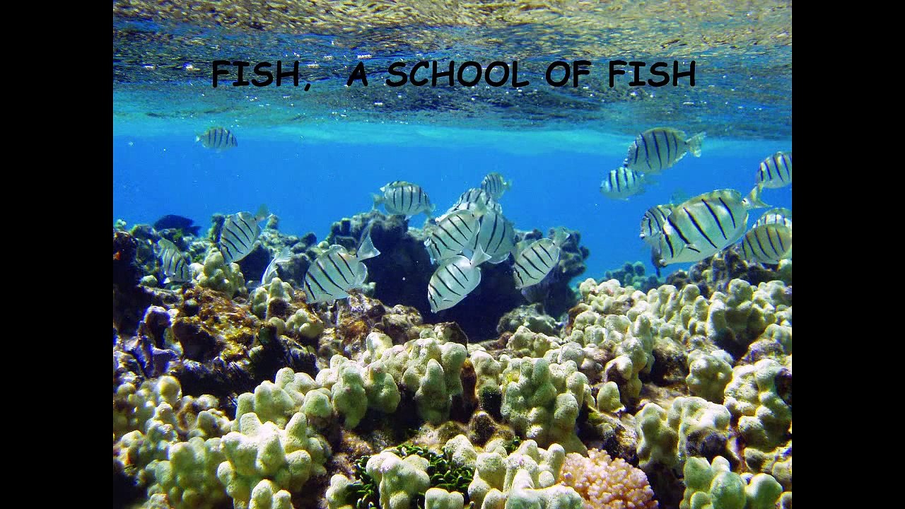 ANIMALS, SINGULAR AND PLURAL, ANIMAL COLLECTIVE NOUNS