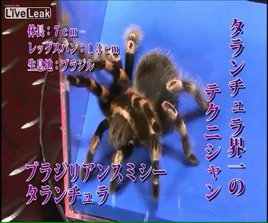 â-JAPANESE MORTAL KOMBAT BUG WARS ARE BACK!-â