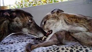 Greyhound Fascination