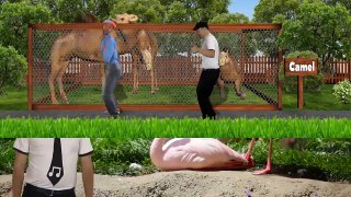 The Zoo Song – Animal Song for Kids – We’re Going to the Zoo – Nursery Rhymes for Toddlers