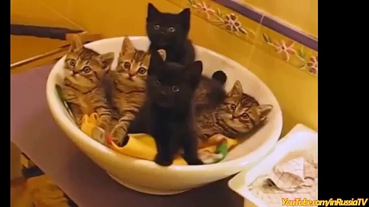 FUNNY VIDEOS_ Funny Cats - Funny Cat Videos - Funny Animals - Cats Playing in Sinks Compilation
