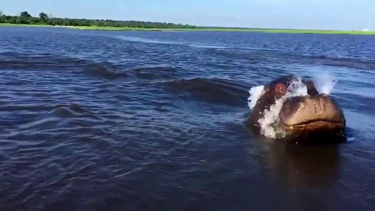 Hippo Chases Speed Boat - Awesome !  Бегемот Гонится за Катером - Жесть !