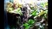 Anole / Gecko vivarium terrarium tank set up with waterfall and fogger almost finished
