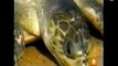 Arribada de tortugas marinas en Ixtapilla, Mexico