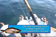 Basking Sharks Disrupt Fishing Trip