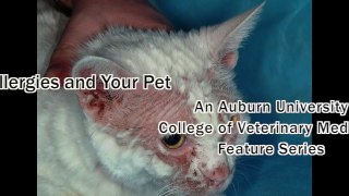 Signs and Symptoms of Pet Allergies