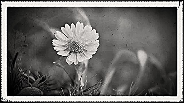 Duet Milosevic - Aleksic - Oj, livado, rosna travo