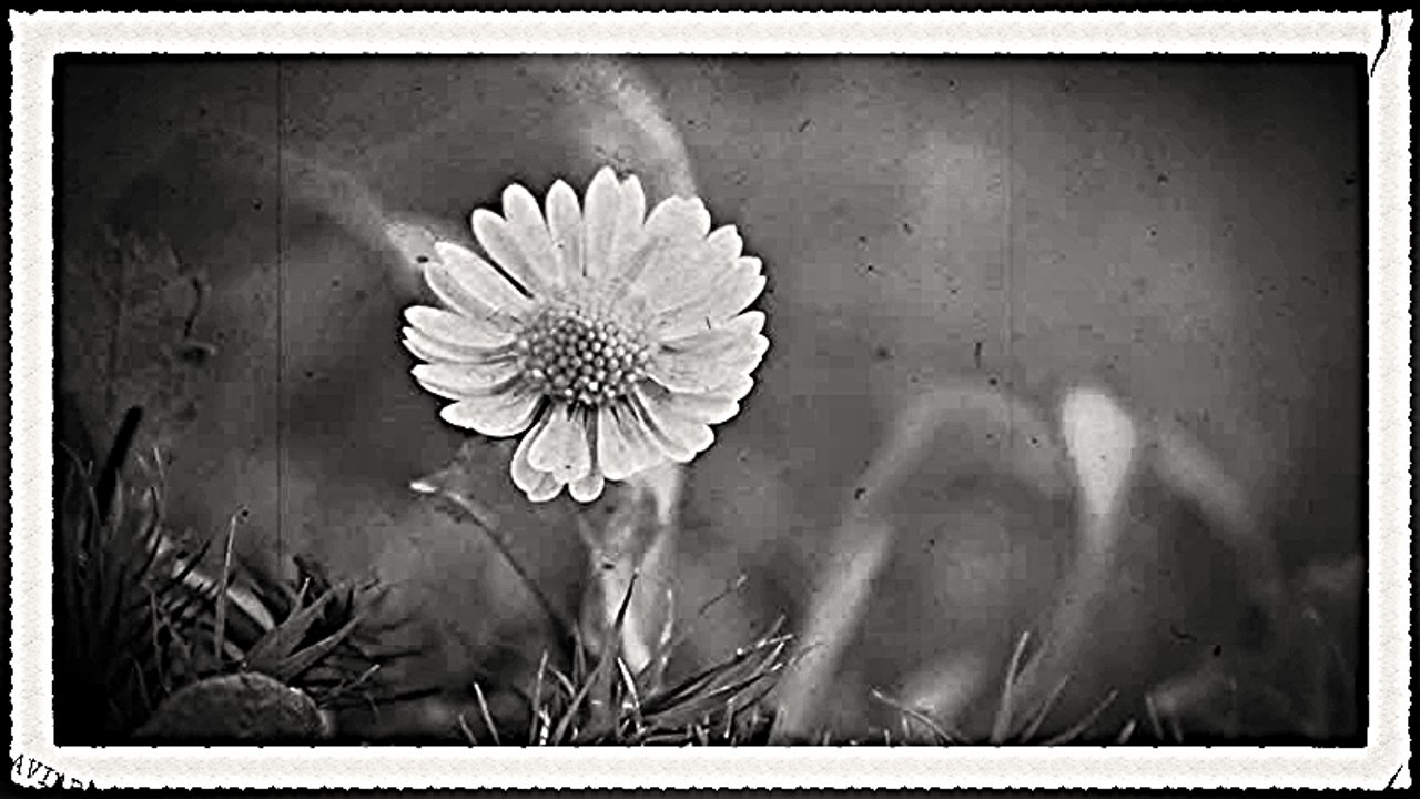 Duet Milosevic - Aleksic - Oj, livado, rosna travo