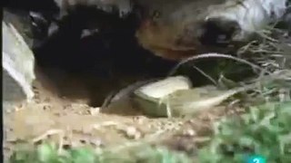 Mongoose vs Cobra | Animal Fight, DOCUMENTARY