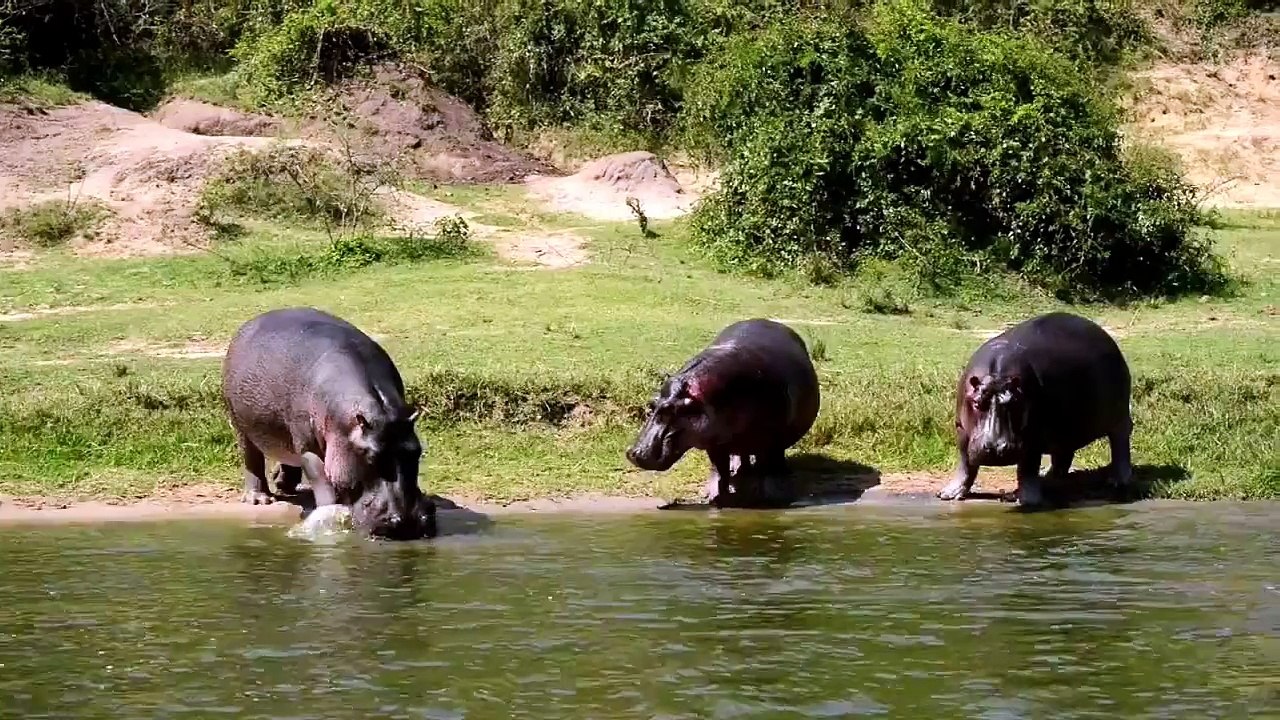 Amazing video Magic of Uganda