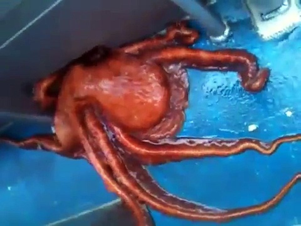 New Funny Animal Videos 2014   Awesome Octopus
