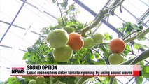 Local researchers use sound waves to delay ripening of tomatoes