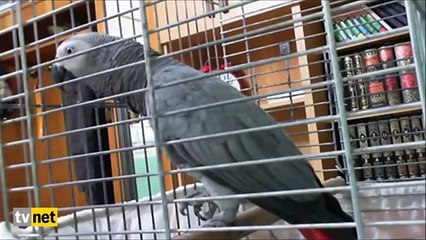 Zikreden papağan hayrete düşürdü!