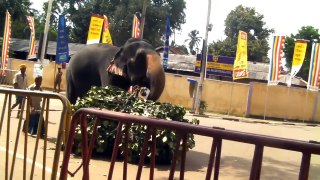 Perahara Elephants @ Kotte Temple