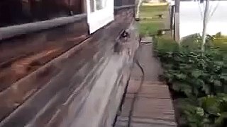 Amigo de verdade - Cão levando seu amigo gato pra casa