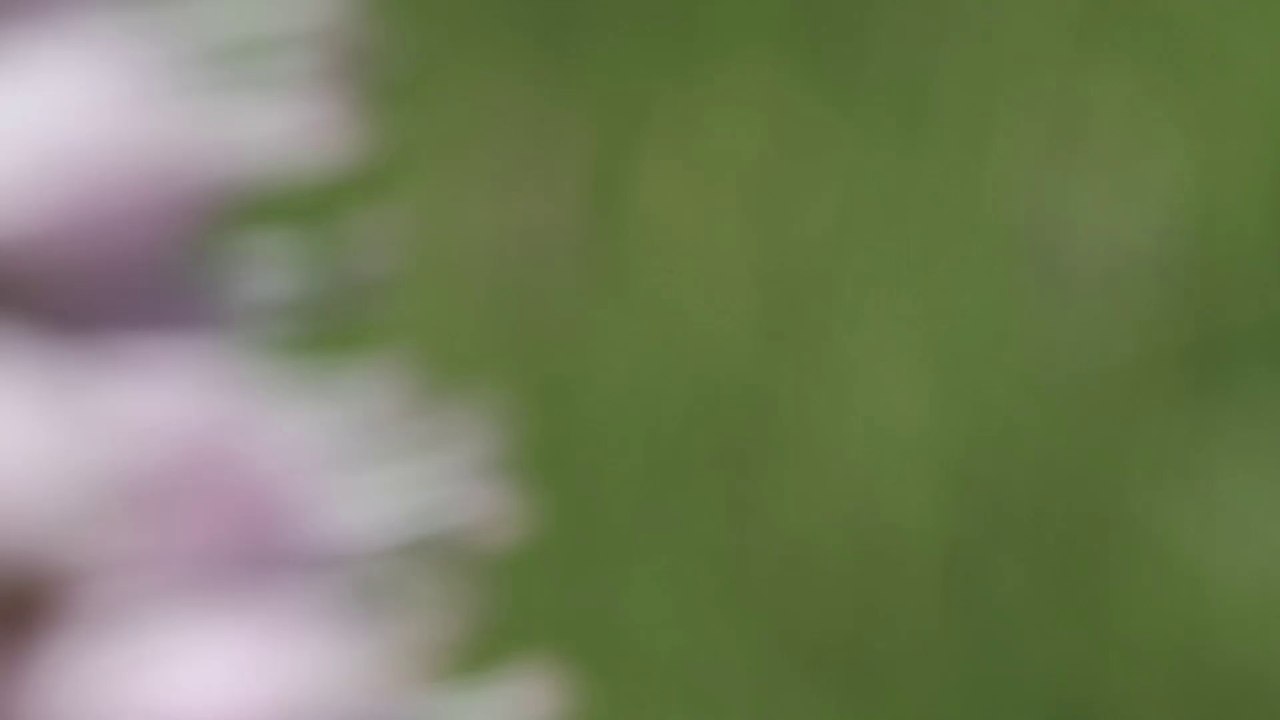 Le Cuivré de la bistorte sur les tourbières du Parc des Volcans