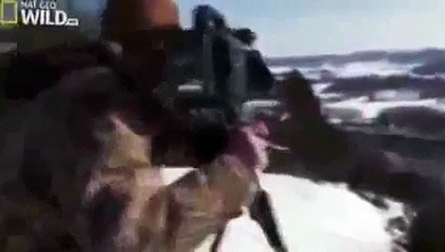 American Bald Eagle - Flying, Hunting (Nature Wildlife Documentary) - Animals Planet