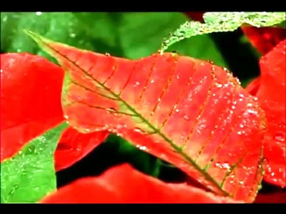 SEAL - Kiss from a Rose Classical Guitar ( Wes Benk Guitar )