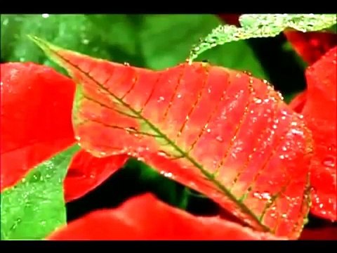 SEAL - Kiss from a Rose Classical Guitar ( Wes Benk Guitar )