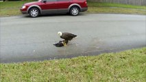 Bald Eagle Eating Someone's Pet Cat While Neighborhood Comes Out to Watch