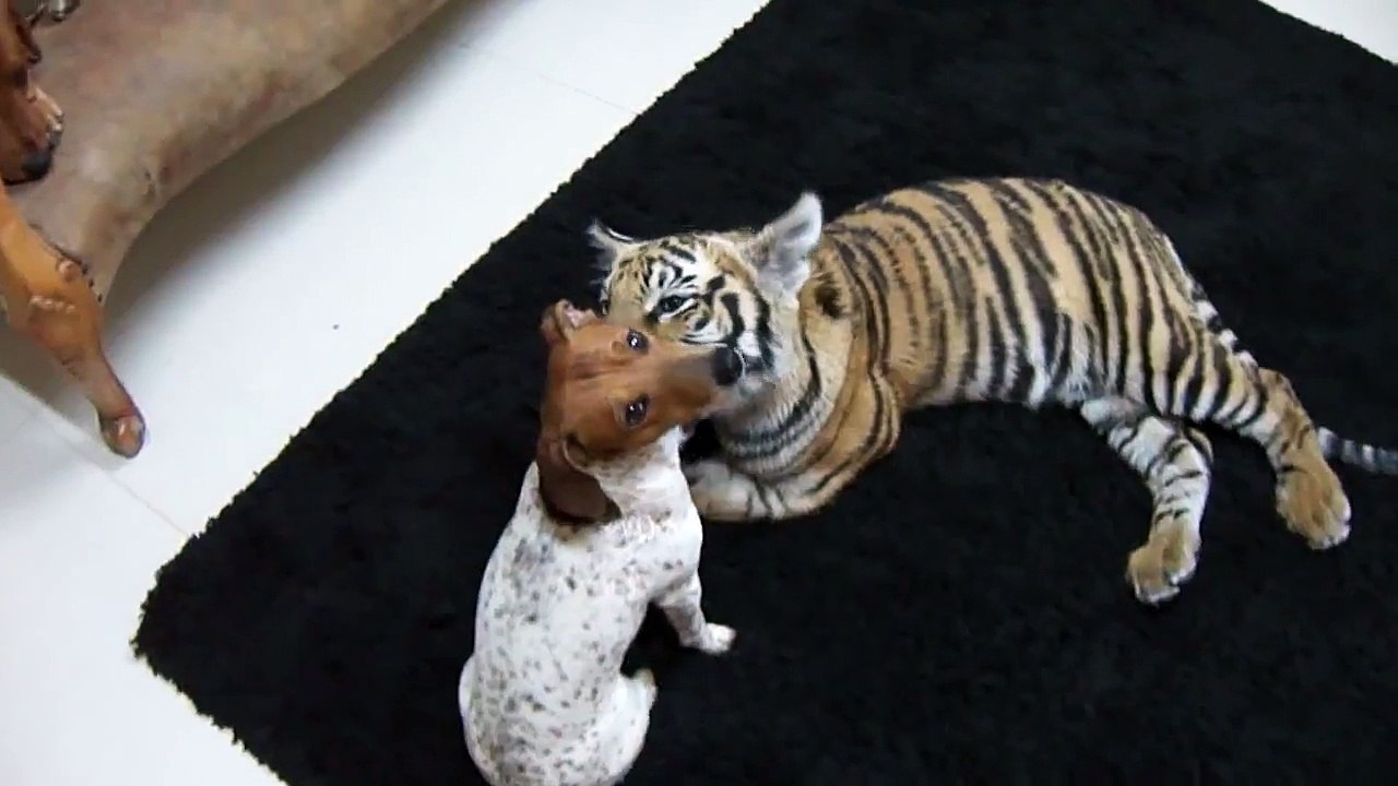 Tiger Licking a Dog