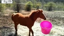 Funny Horse video   Funny Horses Compilation #1 | horses compilation
