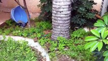 Cat and Pigeon Play Fighting Like Best Friends