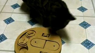 Eli F2 Savannah Cat playing with his Seek-A-Treat Puzzle toy