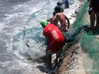 Milkfish or Bangus harvest in the Philippines (Occidental Mindoro)