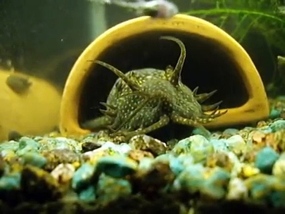 Bristlenose Factory!