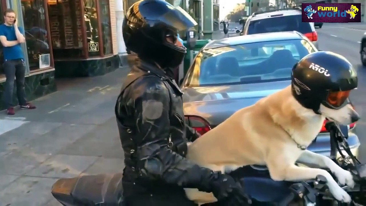 Funny Animal Videos Compilation 2015   720p   Funny Videos | funny animals compilation