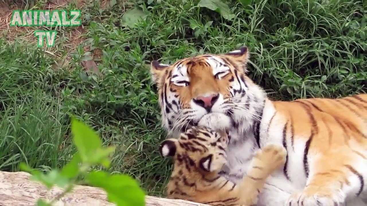 Cute Baby Animals Living In Zoo Compilation 2015 NEW HD VIDEO