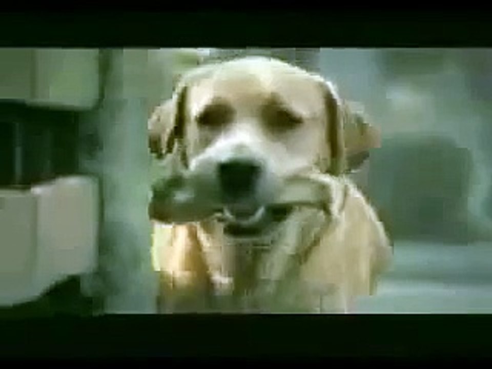 vida de cachorro