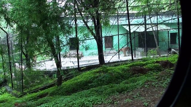 BENGAL TIGERS IN BANNERGHATTA NATIONAL PARK, BANGALORE