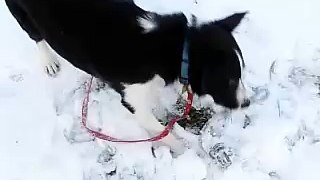 Zephyr Plays in the Snow