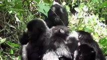 Playtime for Young Mountain Gorillas in Virunga National Park, DRC.