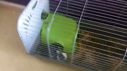 Comment nourrie sont lapin toy