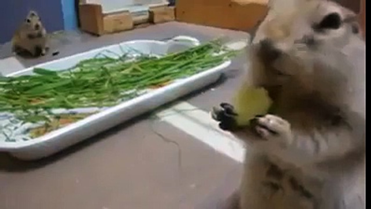 Squirrel eats a cucumber